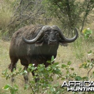 Cape buffalo