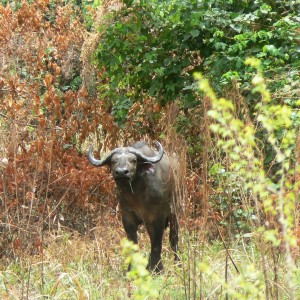 Northwestern buffalo - Central africa