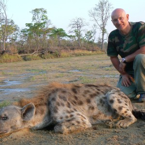 Big spotted hyena