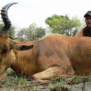 Lelwel hartebeest - Central Africa