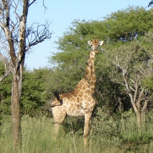 Life on Safari with Spiral Horn Safaris