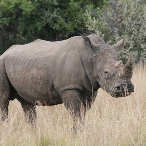 Life on Safari with spiral Horn Safaris