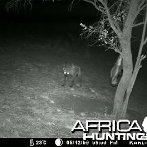 Hyena at the bait