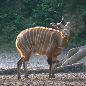 Bongo cow barking....