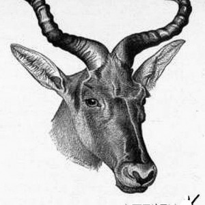 Swayne's Hartebeest