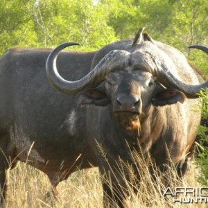 Cape Buffalo in South Africa