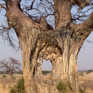 Baobab Tree