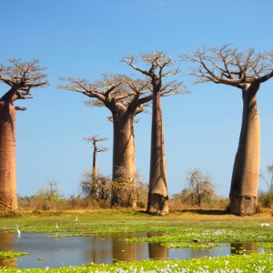 Baobab Tree in Madagascar