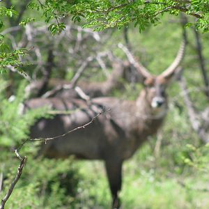 Waterbuck Bull