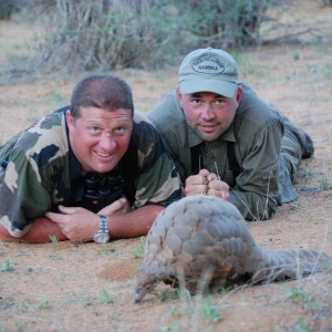 Giant Pangolin