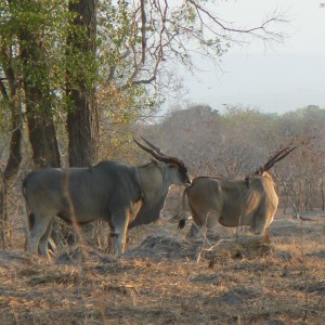 East african eland