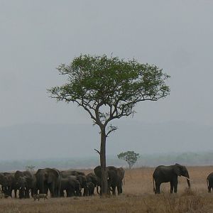 Elephant in Selous