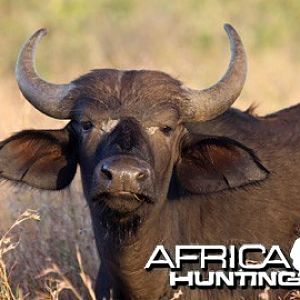 Young Buffalo Calf