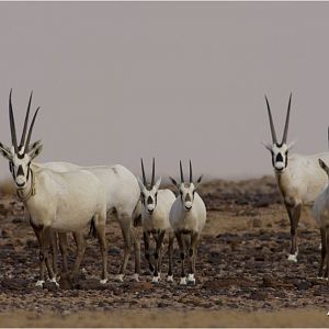 The Arabian Oryx â€“ Oryx leucoryx