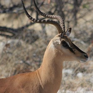 Black-Faced Impala