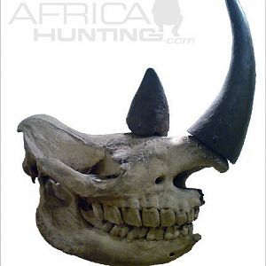 Black Rhino Skull