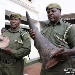 Seized Black Rhinoceros Horn