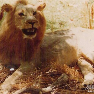 African Lion Taxidermy