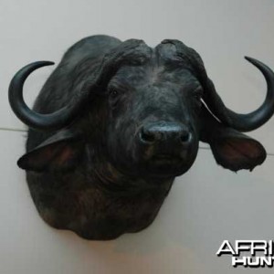 Cape Buffalo