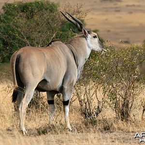 Cape Eland