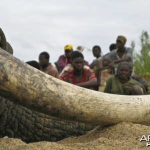 Elephant Zimbabwe