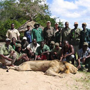 Selous Lion