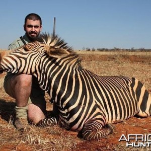 Mountain Zebra