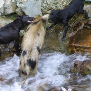 Pig Hunting with Dogs in New Zealand