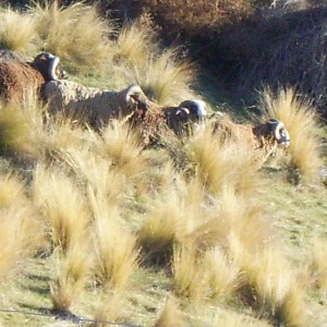 Awapawa rams New Zealand