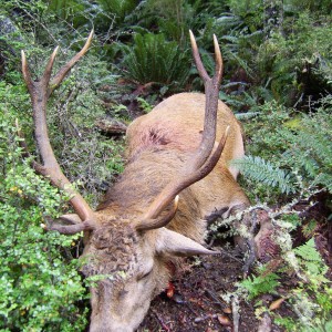 Hunting Red Stag New Zealand