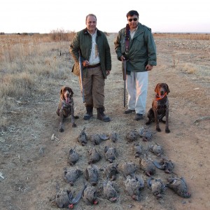 Francolin over German Shotrhaired Pointers