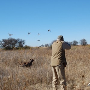 Francolin over Pointers