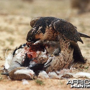 Falcon on Bustard