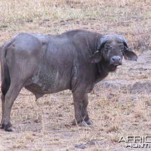 Hunting Tanzania... Old Buffalo Warrior in Kilombero