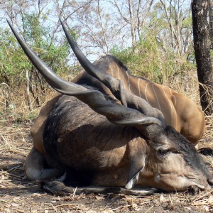 Lord Derby Eland Hunt in C.A.R. - 49.5 inches