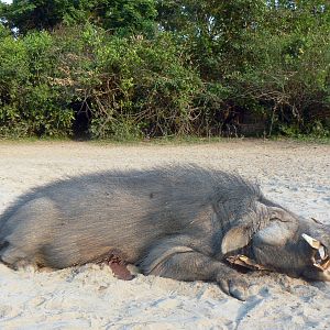 Giant Forest Hog Hunting in C.A.R.