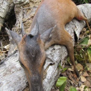 Duiker Tanzania