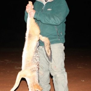 Black-backed Jackal hunting