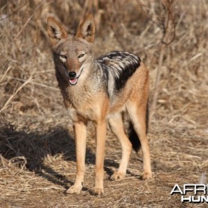 Black-backed Jackal