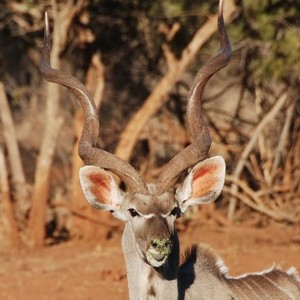 Greater Kudu South Africa