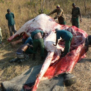 Skinning of an Elephant