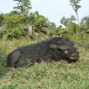 Giant Forest Hog Hunting in C.A.R.