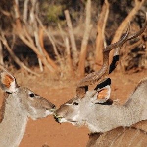 Kudu South Africa