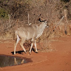 Greater Kudu in South Africa