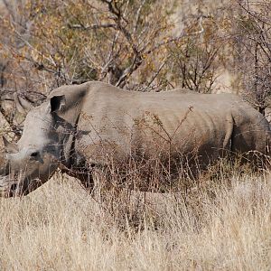 White Rhino in South Africa