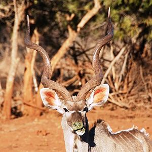 Kudu South Africa