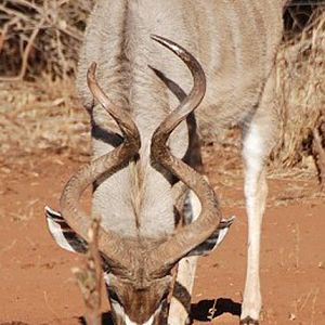 Kudu South Africa