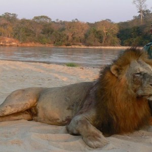 Big mane lion from Tanzania