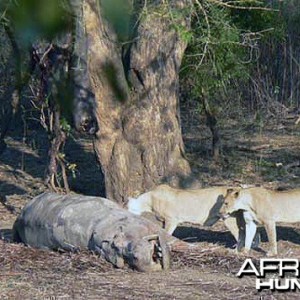 Lion on Hippo Kill