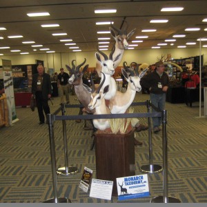 Taxidermy at Safari Club International Convention